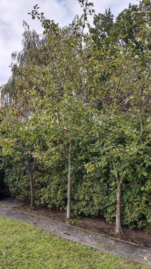 Fruitbomen, Tuin en Terras, Overige soorten, Lente, 100 tot 250 cm, Ophalen
