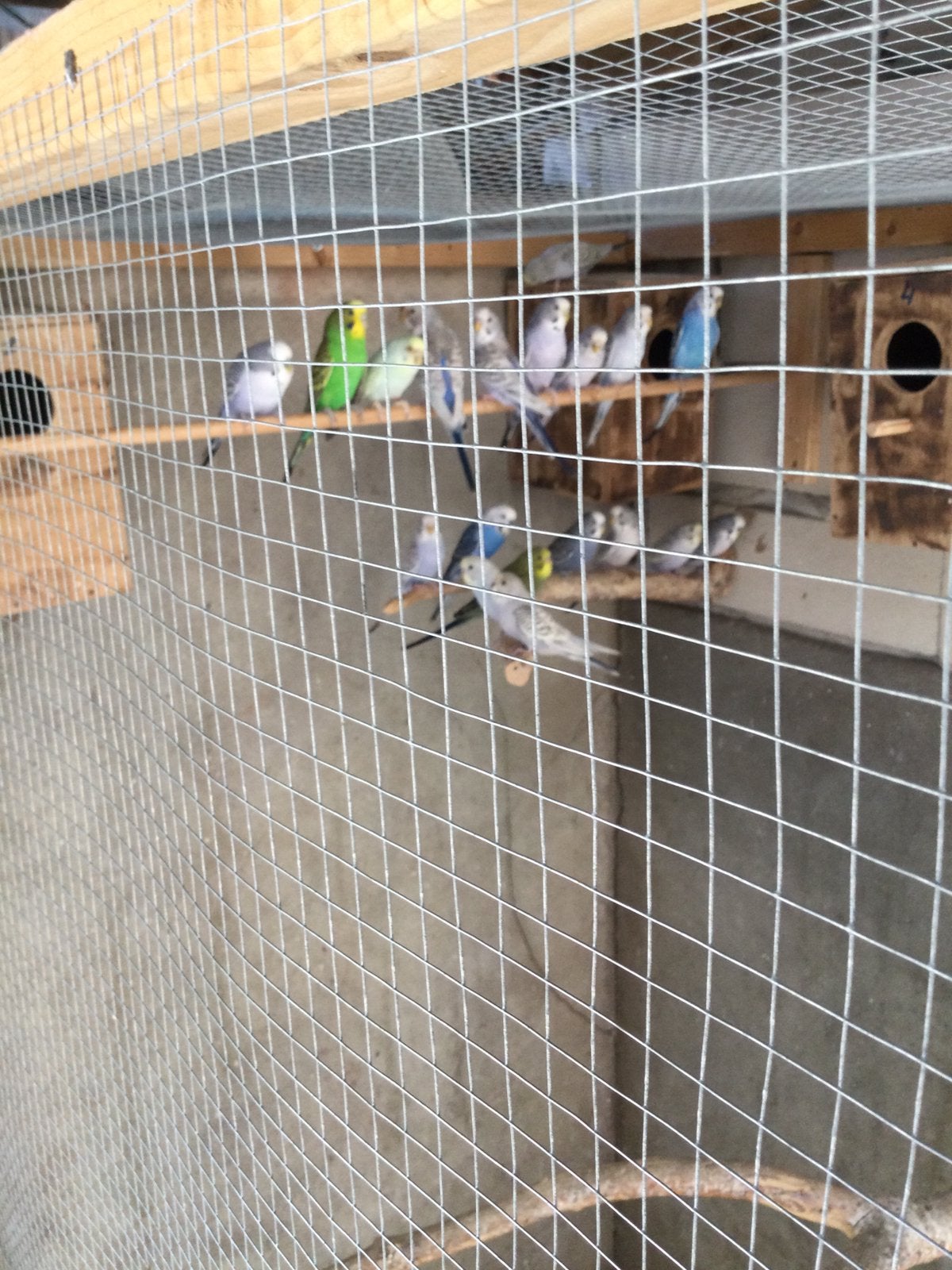 Parkiet, Dieren en Toebehoren, Meerdere dieren, Parkiet