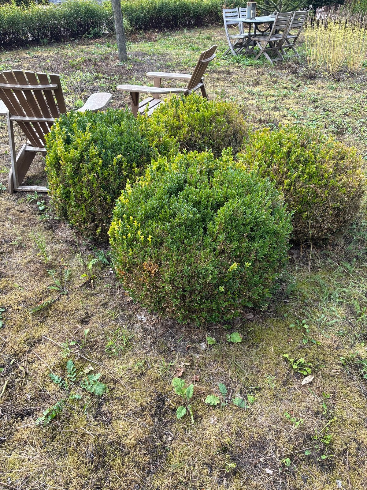 Buxus bollen - 4 stuks, Volle zon, Vaste plant, Bloeit niet, Ophalen