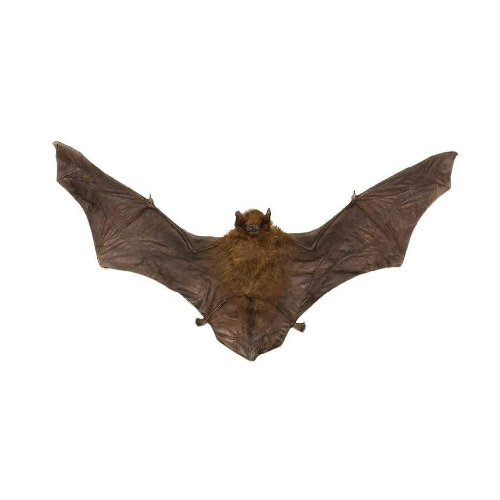 Tylonycteris pachypus vleermuis in diepe lijst, Verzamelen, Ophalen of Verzenden, Nieuw, Insect, Opgezet dier