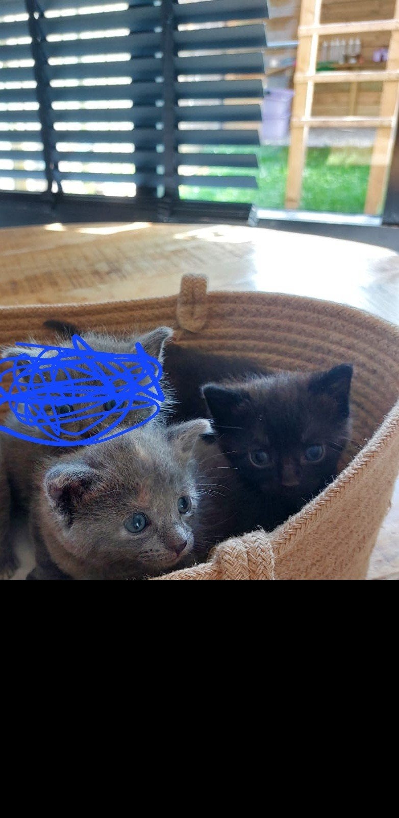 Kittens, Dieren en Toebehoren, Katten en Kittens | Raskatten | Korthaar, Poes, Ontwormd, 0 tot 2 jaar