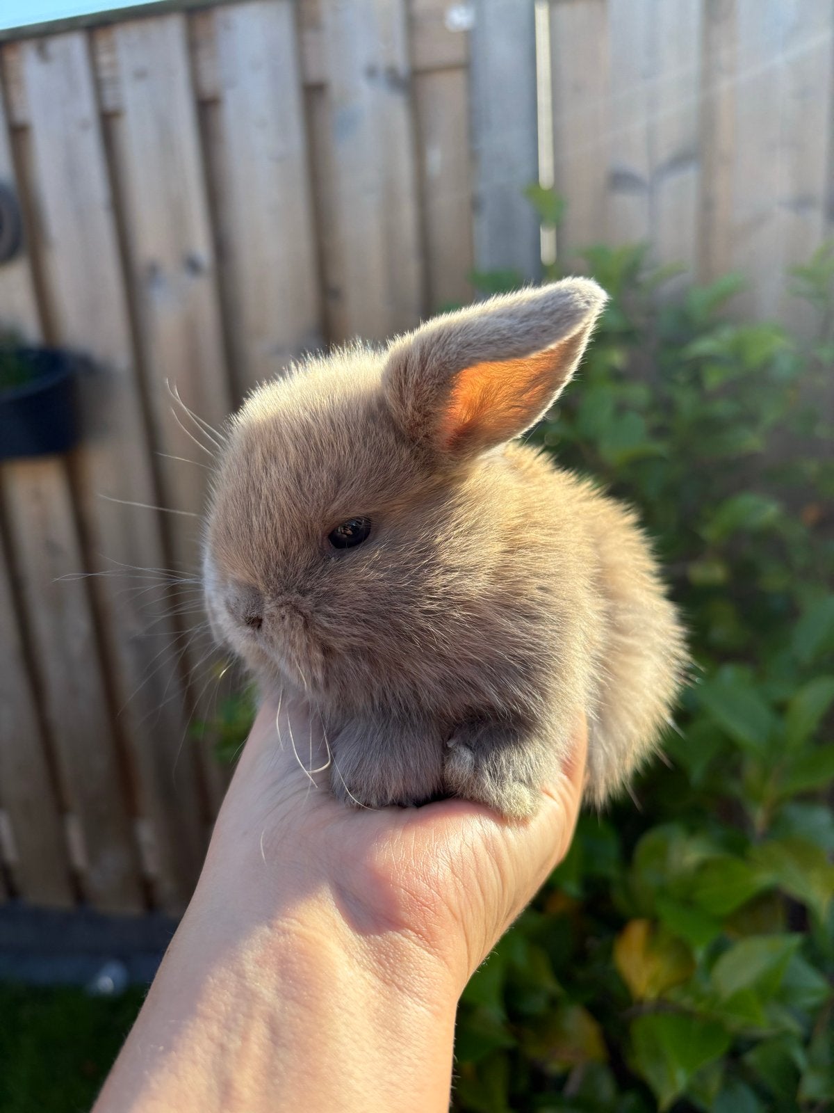 NHD/Minilop konijntjes, Meerdere dieren, Dwerg, Hangoor, 0 tot 2 jaar