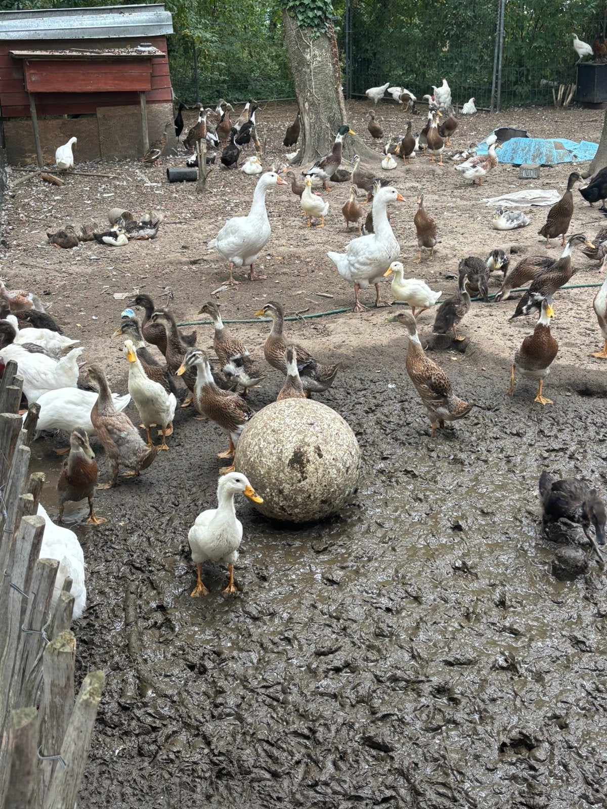 Eenden te koop wegens stopzetting, Meerdere dieren, Eend