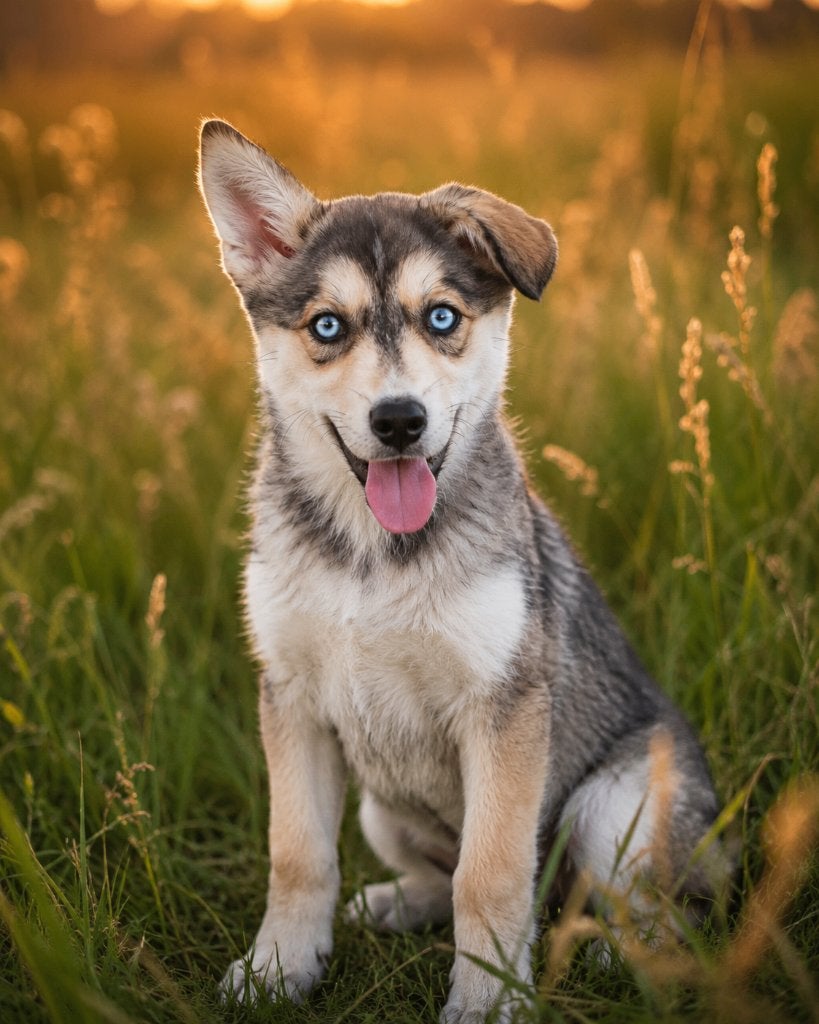 Australian/Husky Pup, Dieren en Toebehoren, 15 weken tot 1 jaar, Teef, Eén hond, Middel
