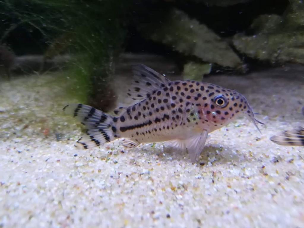 Hoplisoma (voorheen Corydoras) knaacki, Dieren en Toebehoren, Vis, Zoetwatervis, Schoolvis