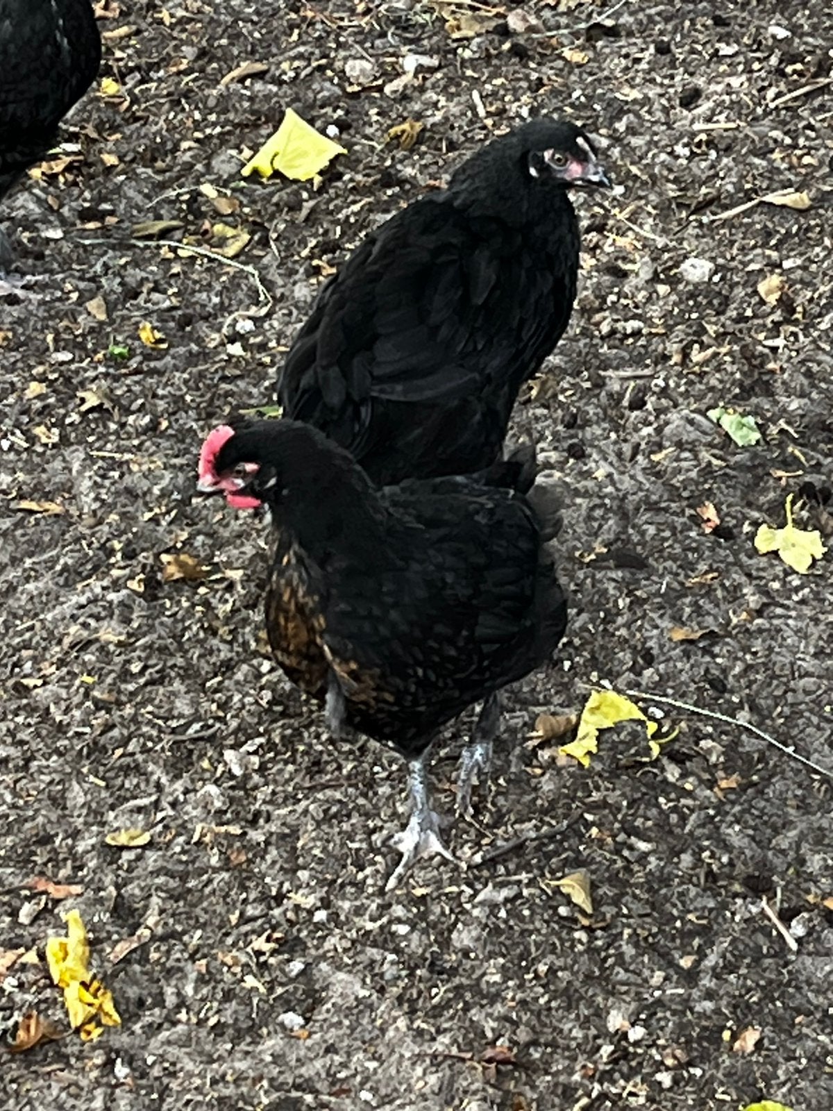 Te koop 2 marans haantjes, Mannelijk, Kip