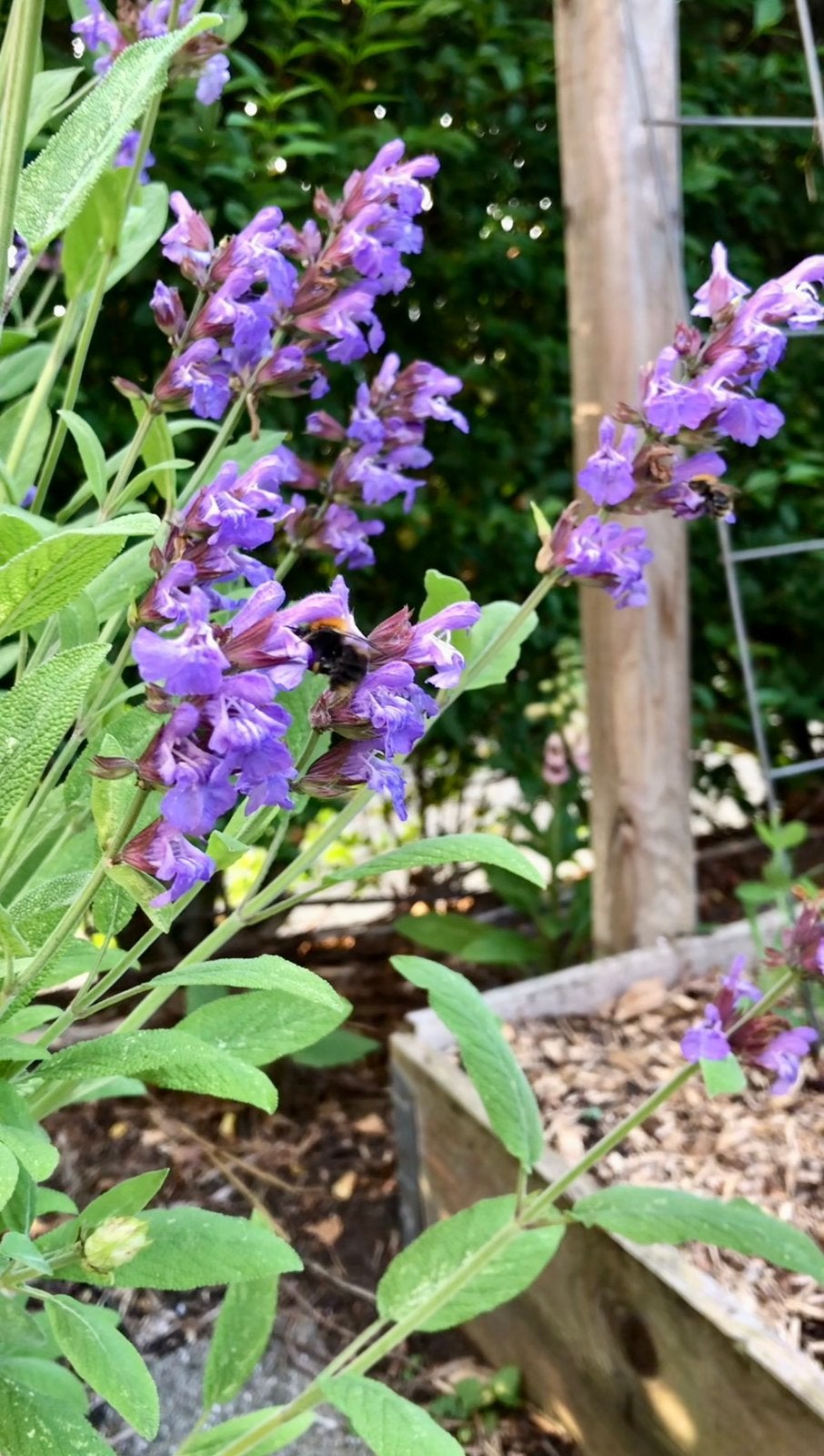 Kruiden: Biologische salie - Salvia officinalis, Ophalen, Volle zon, Vaste plant, Kruiden