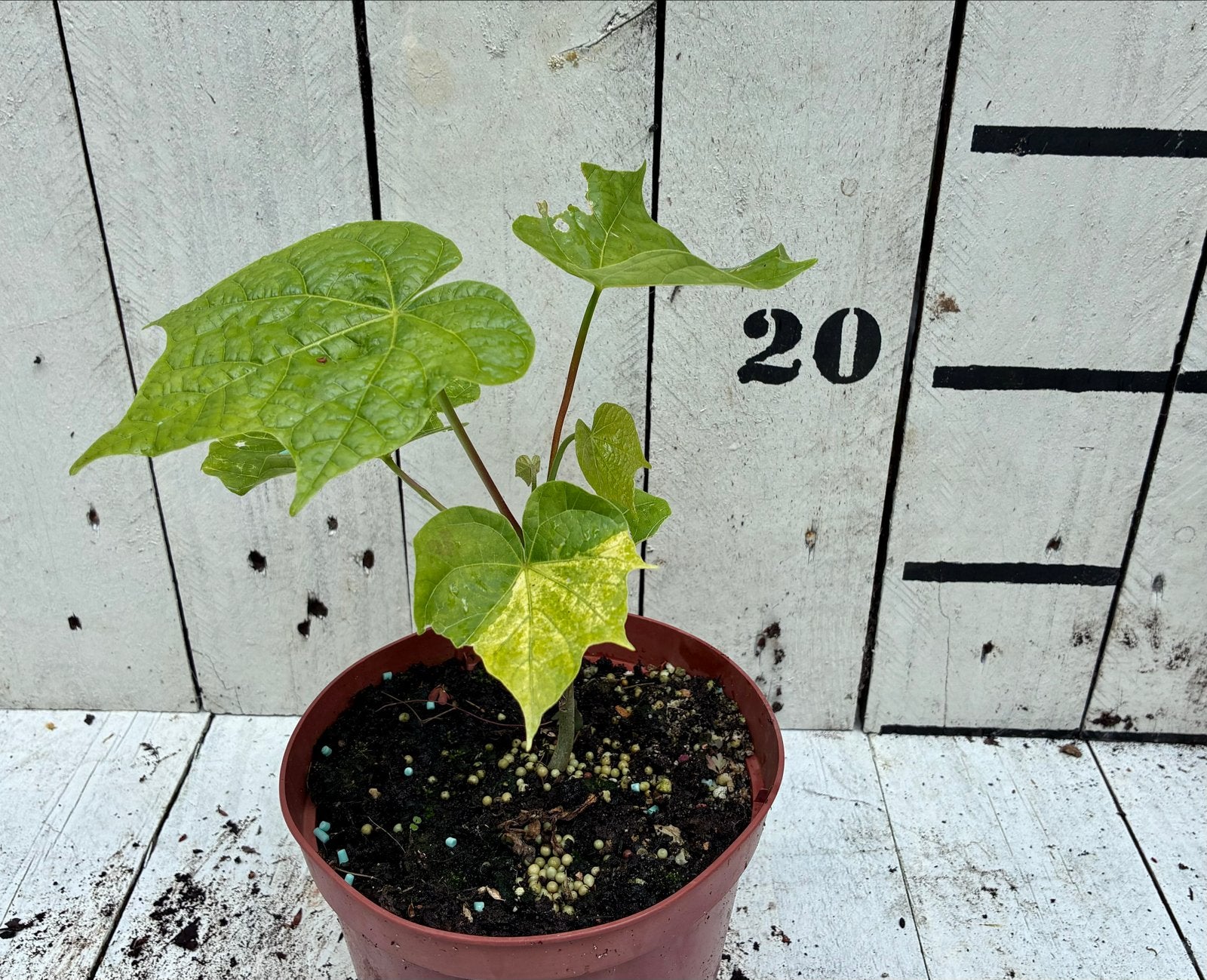 Firmiana Simplex - Chinese parasolboom, Tuin en Terras, Volle zon, Vaste plant, Zomer, Ophalen