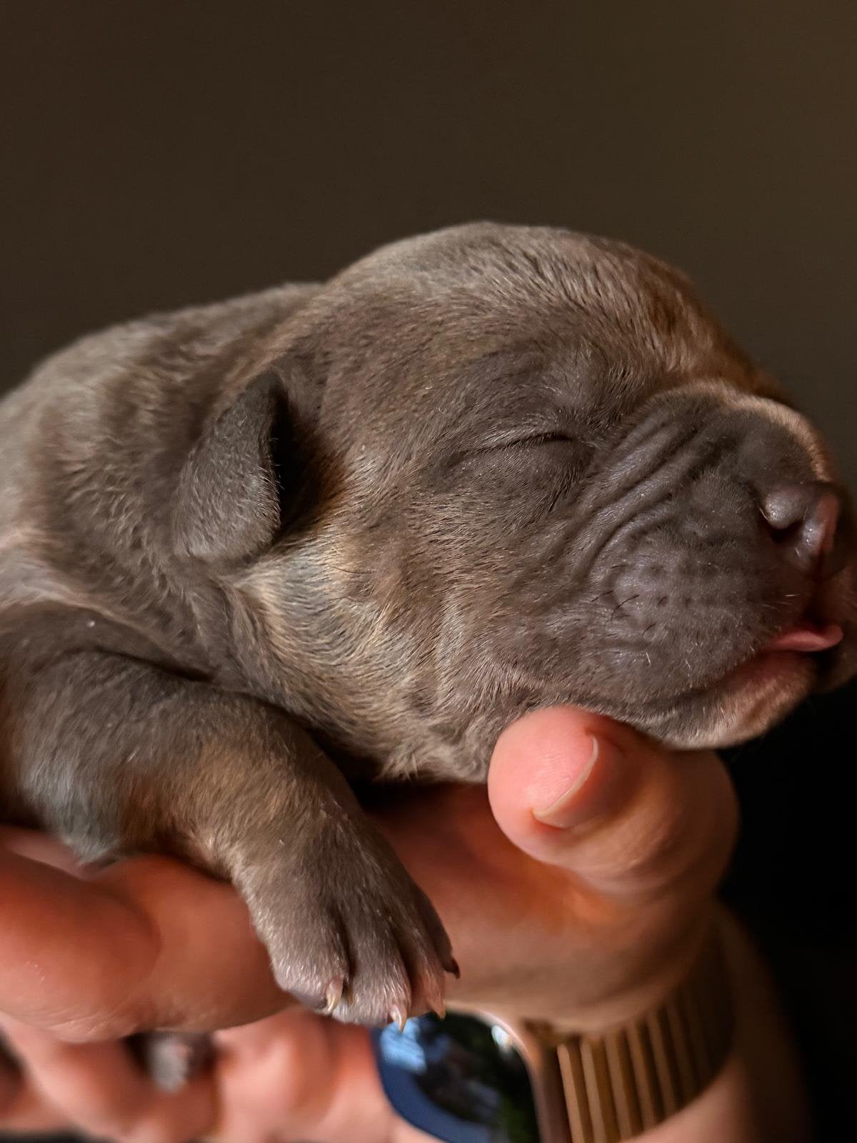BrutBully American Bully Pups ABKC Champion Smokey Joe, Dieren en Toebehoren, Nederland, CDV (hondenziekte), 8 tot 15 weken, Bulldog