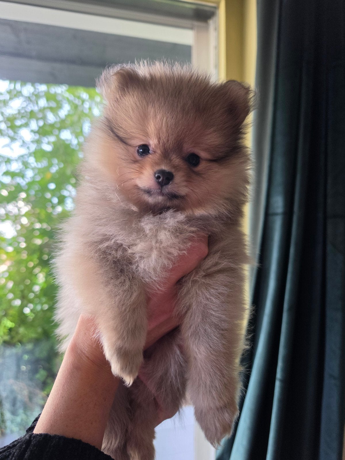pomeriaan pup te koop  (vrouwtje), 8 tot 15 weken, Meerdere dieren, Eén hond, Klein