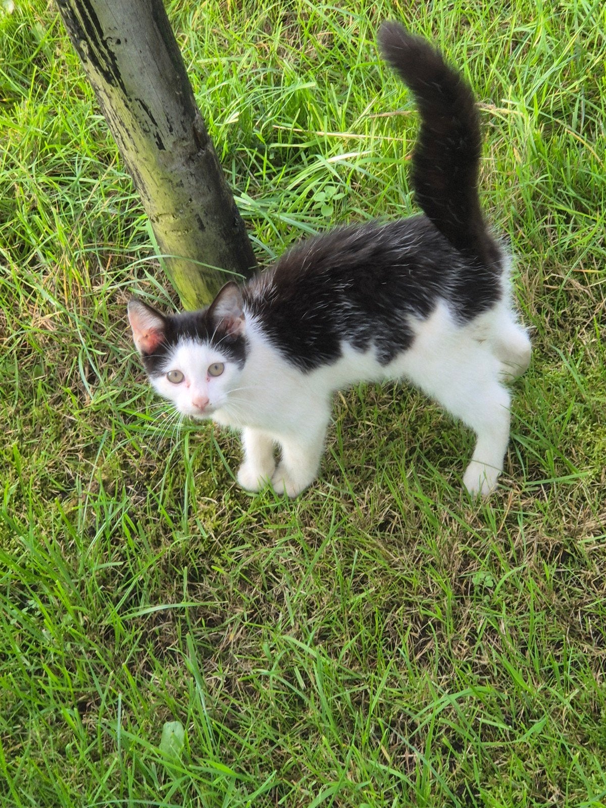 Kittens, Kater