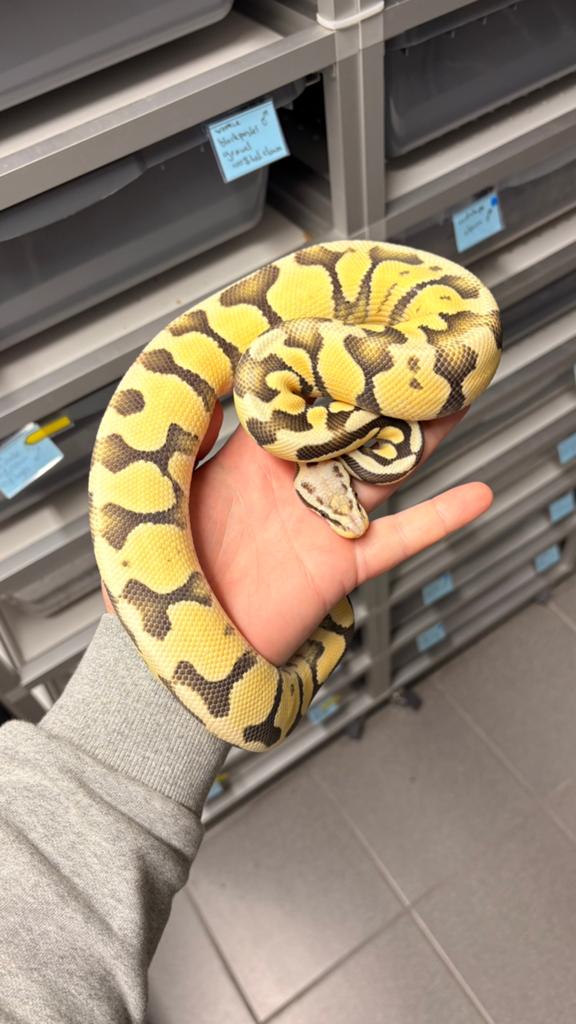 1.0 super pastel desert ghost ball python Ball Python - male for sale from KAS
