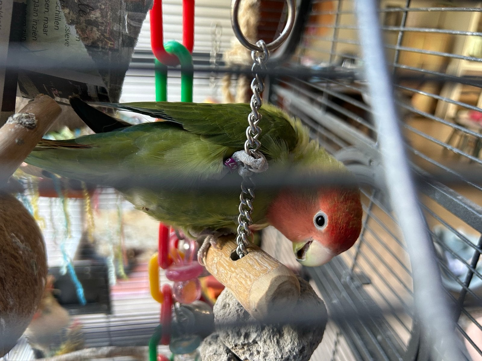 Agapornis Fischeri groen/rood, Vrouwelijk, Tropenvogel, Geringd