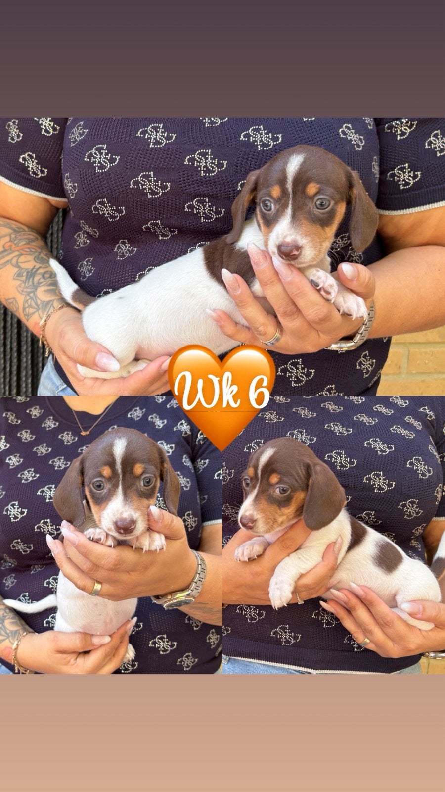 Zeer mooi korthaar teckel teefje choco tan piebald, Dieren en Toebehoren, Honden | Teckels en Dashonden, België, Fokker | Hobbymatig