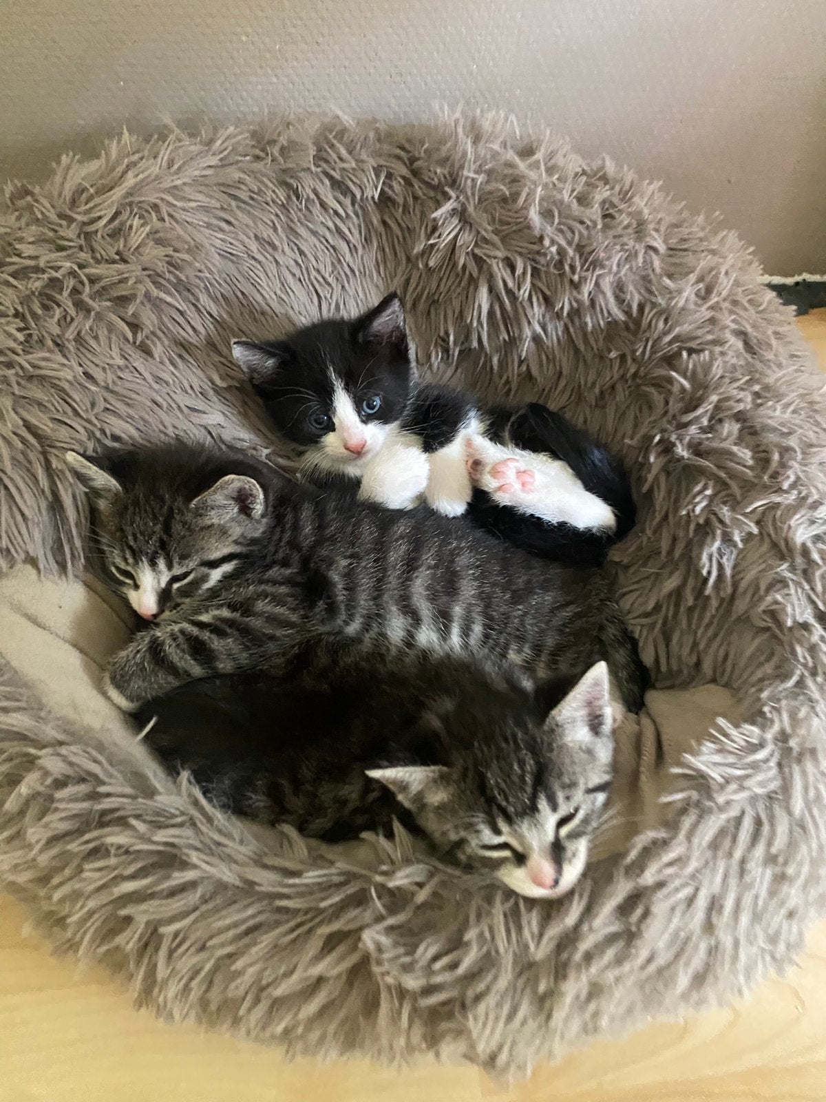 Drie katertjes zoeken een liefdevoll nieuw thuis, Kater, Kortharig, 0 tot 2 jaar