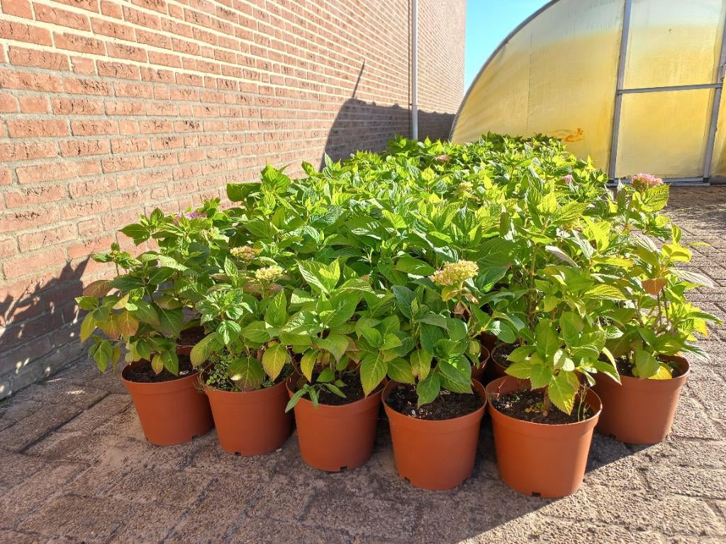 Hortensia roze, Tuin en Terras, Planten | Tuinplanten, Vaste plant, Halfschaduw, Zomer, Ophalen
