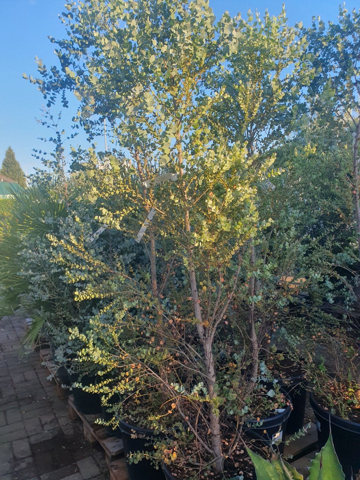 AANBIEDING 50% KORTING Eucalyptus, Tuin en Terras, Planten | Bomen, Overige soorten, 100 tot 250 cm, Zomer, Ophalen