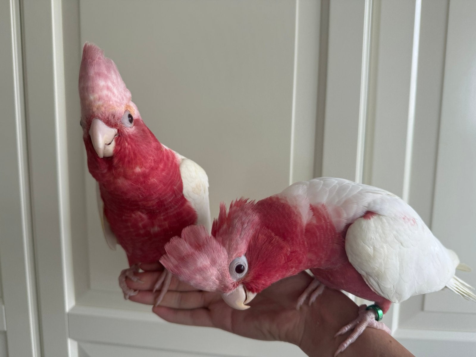 1-1 onverwant lief handtam jong koppel lutino Rosé kaketoes, Meerdere dieren, Papegaai, Pratend