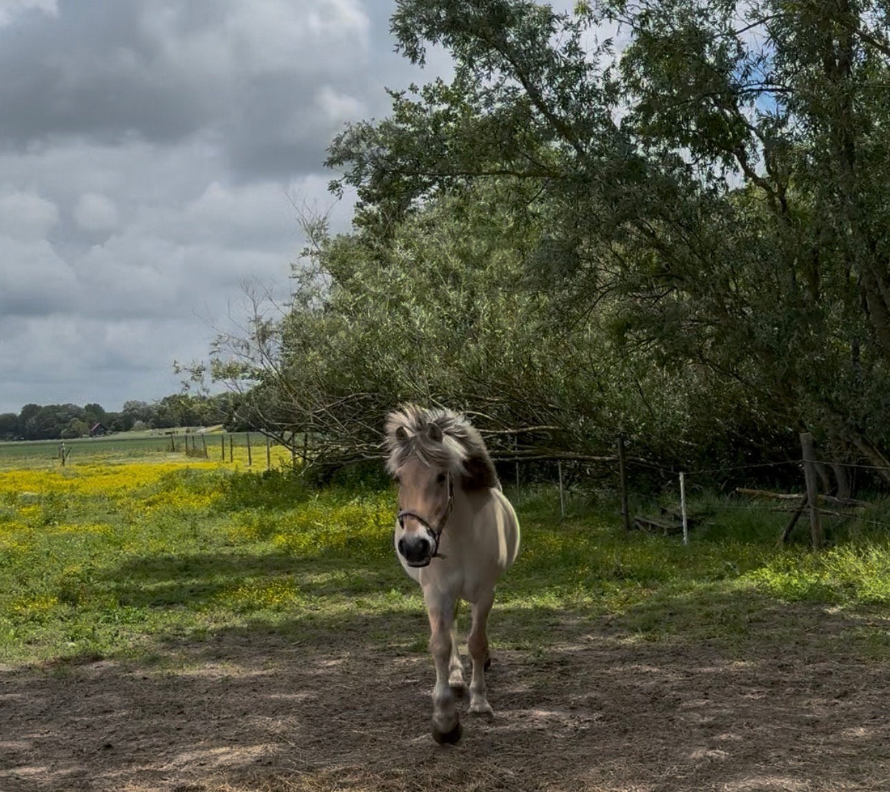 Verzorgster gezocht voor mijn lieve fjord Dex, Dieren en Toebehoren, Paarden, Minder dan 160 cm, Ruin, Niet van toepassing, 11 jaar of ouder