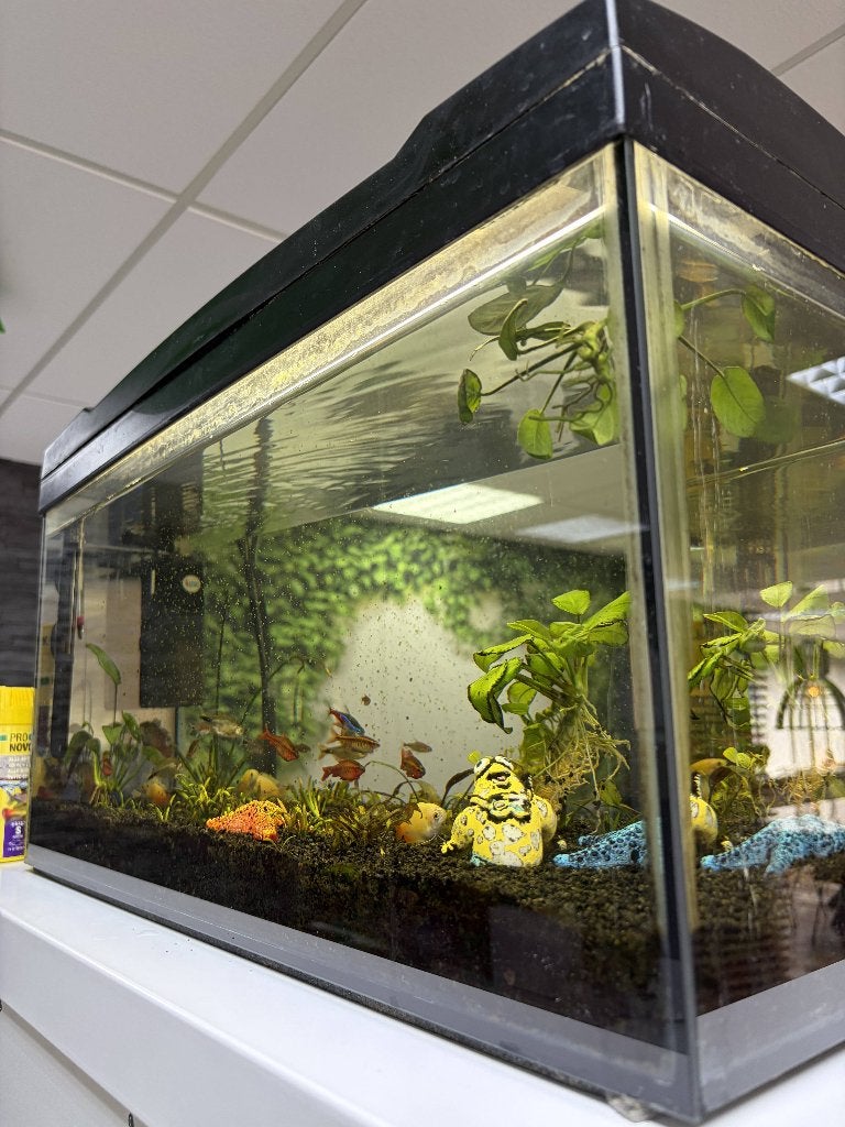 Compleet acquarium inclusief vissen en accessoires, Ophalen, Gebruikt, Gevuld zoetwateraquarium