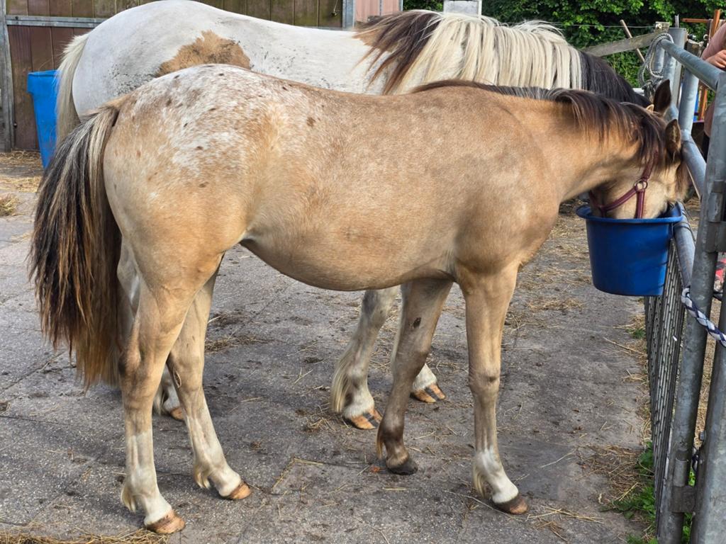 Super mooie valk appaloosa jaarling merrie / cremello hengst, Dieren en Toebehoren, Merrie, D pony (1.37m tot 1.48m), Gechipt