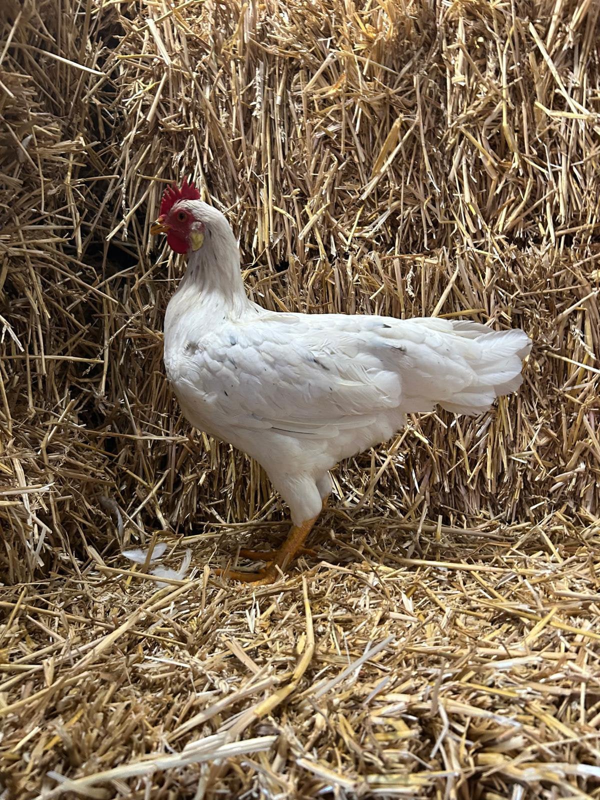 Engelse leghorn bijna aan de leg, Dieren en Toebehoren, Meerdere dieren, Kip