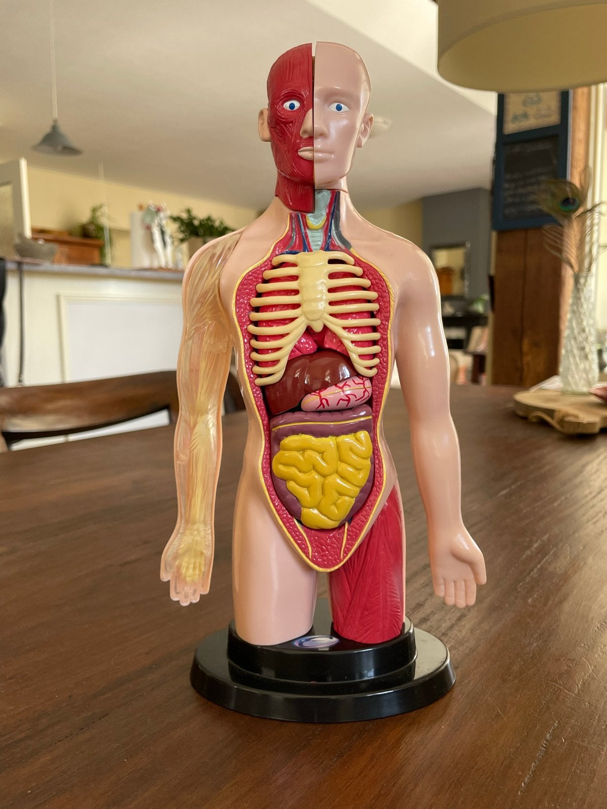 Menselijk Lichaam Anatomie Model voor Kinderen, Ophalen of Verzenden, Zo goed als nieuw, Ontdekken