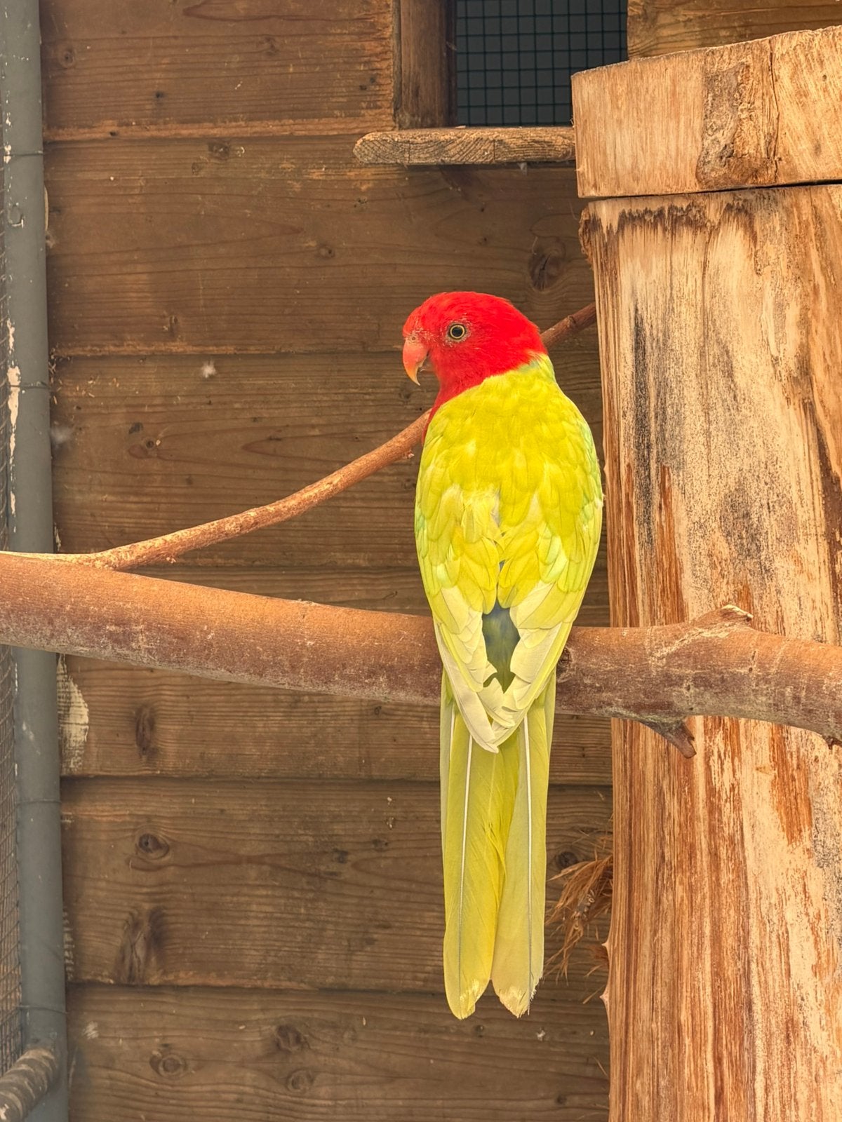 Gele koningsparkiet man, Dieren en Toebehoren, Vogels | Parkieten en Papegaaien, Mannelijk, Parkiet, Geringd