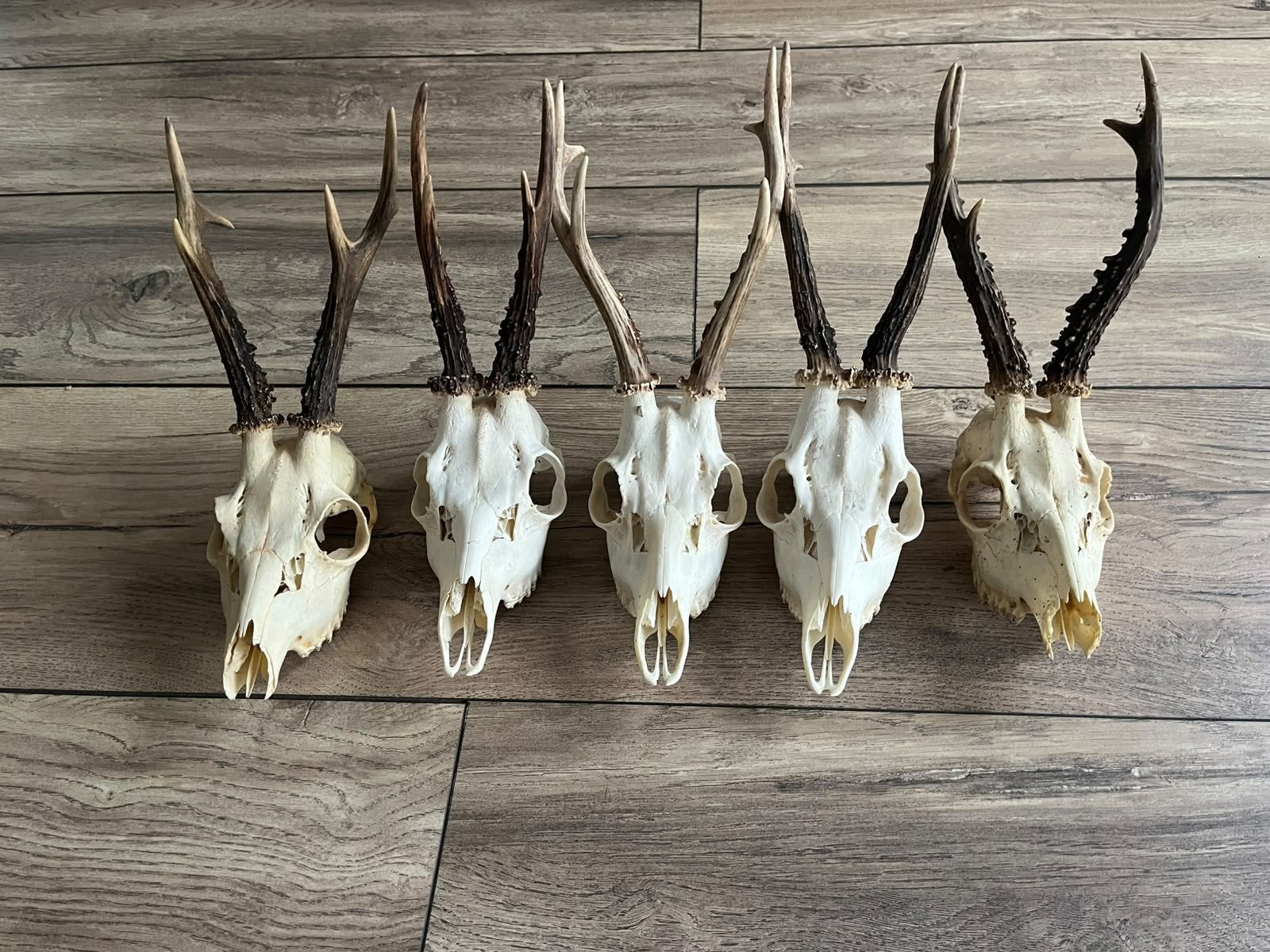 8. Ree kopjes gewei schedel jachttrofee opgezet 5 stuks, Ophalen of Verzenden, Zo goed als nieuw, Wild dier, Gewei of Kop