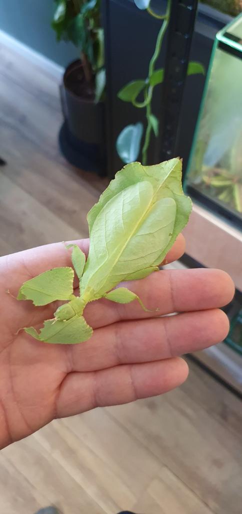 Phyllium limogesi eieren, Dieren en Toebehoren, Overige soorten