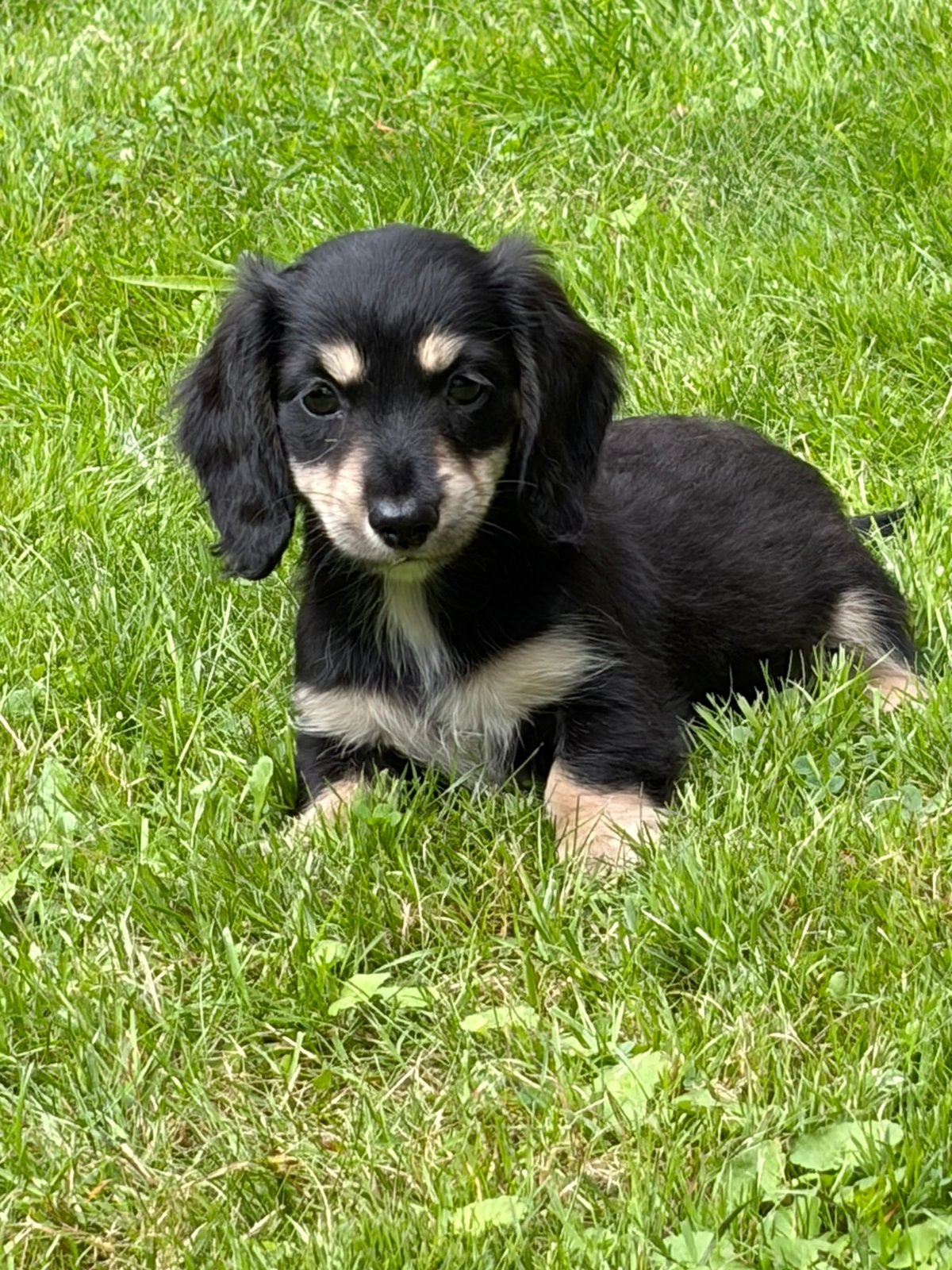 Teckel meisje in de bijzondere kleur black creme, Kaninchen, Parvo, 8 tot 15 weken, Teef