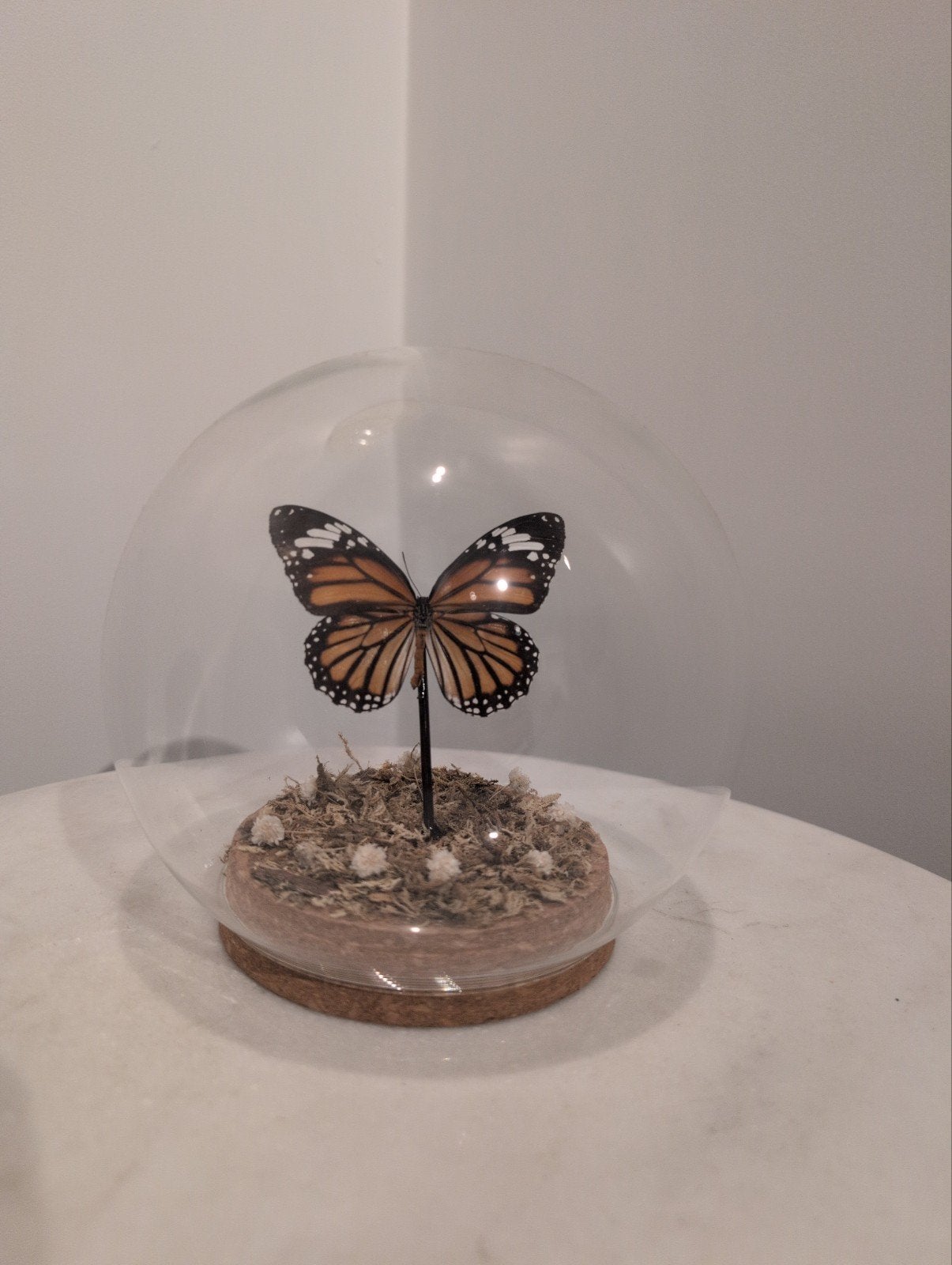 Prachtige vlinder in stolp - Natuurlijke decoratie, Ophalen of Verzenden, Zo goed als nieuw, Insect, Opgezet dier