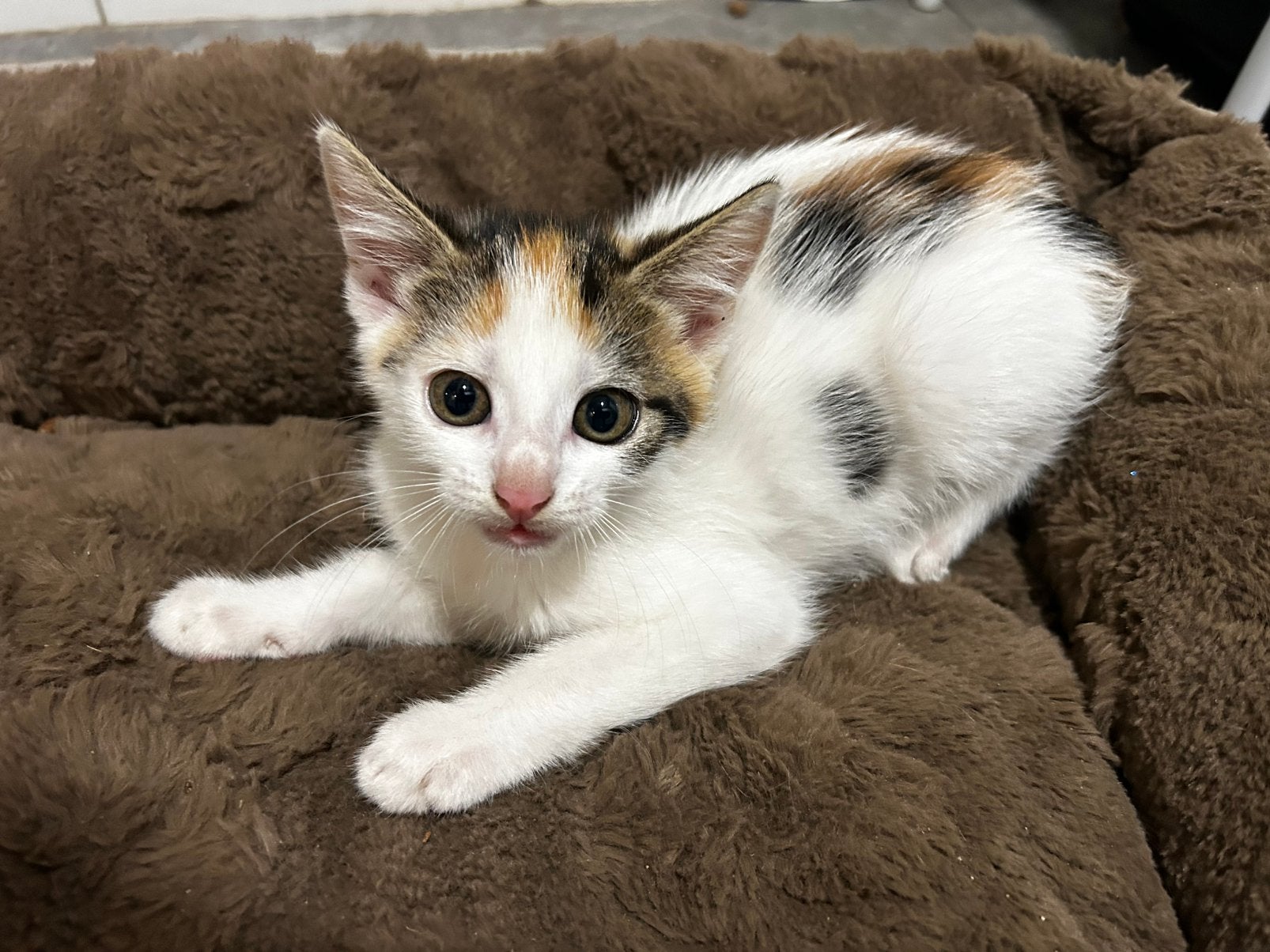 Te Koop: Schattige Kittens voor €50 per Stuk, Dieren en Toebehoren, Katten en Kittens | Raskatten | Korthaar, Meerdere dieren