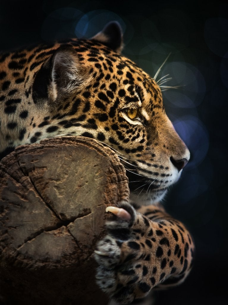 Jaguar fotobehang fotobehang, diverse maten, Muurdeco4kids, Verzenden, Fotobehang
