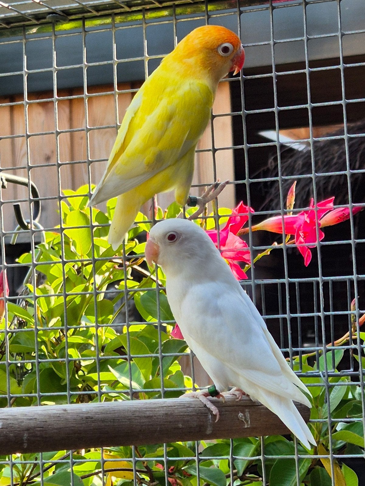 fischeri koppel, Meerdere dieren, Dwergpapegaai of Agapornis, Geringd