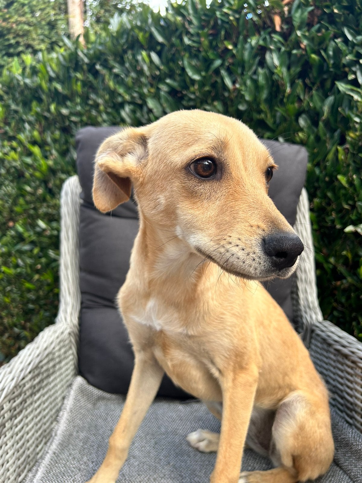 Sandy, medium kruising pup teefje 5 maanden, Dieren en Toebehoren, Honden | Niet-rashonden, Particulier, 15 weken tot 1 jaar, Buitenland