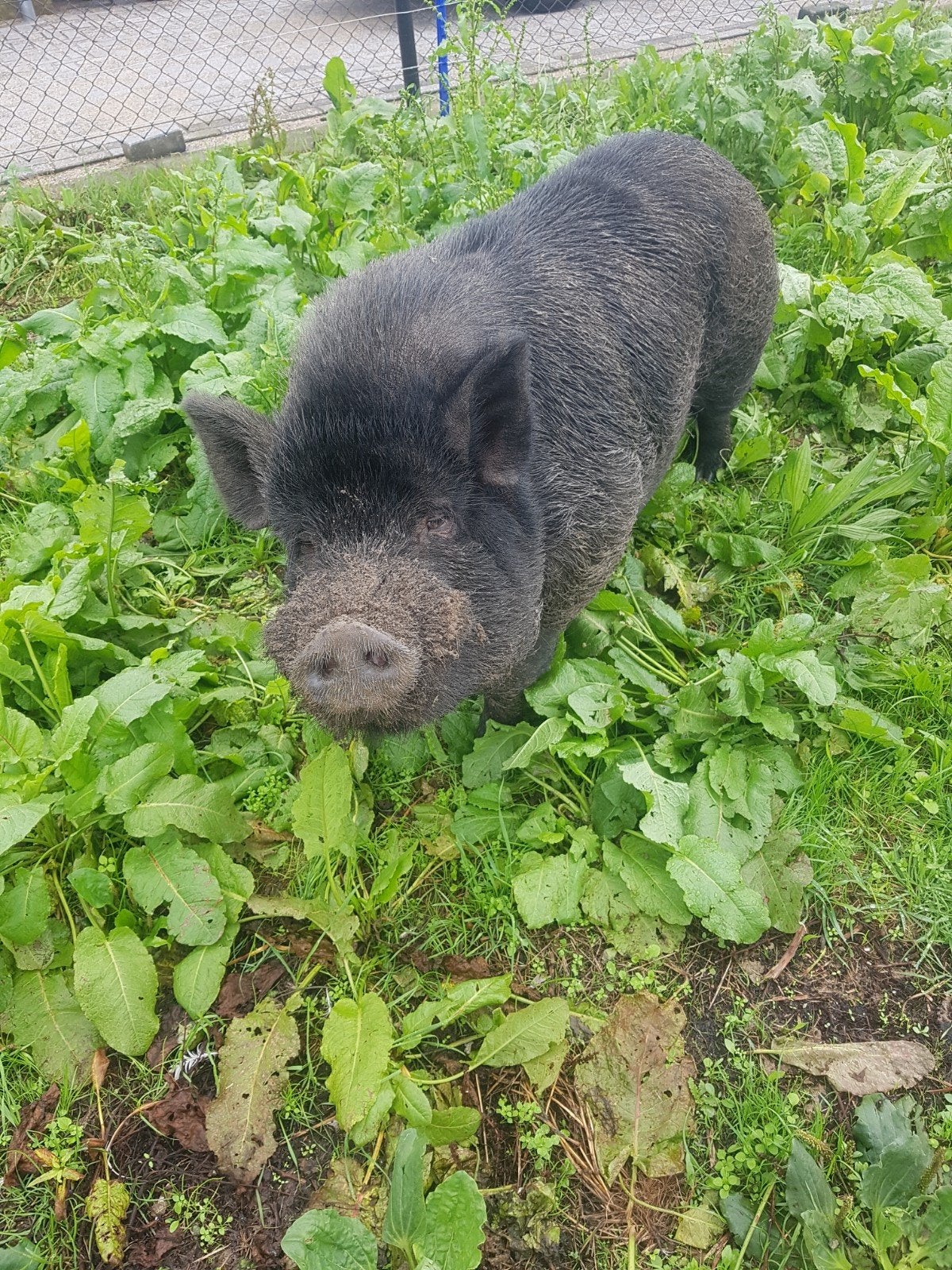 GRATIS mini varken manlijk zeer mak, Dieren en Toebehoren, Mannelijk, Varken, 3 tot 5 jaar