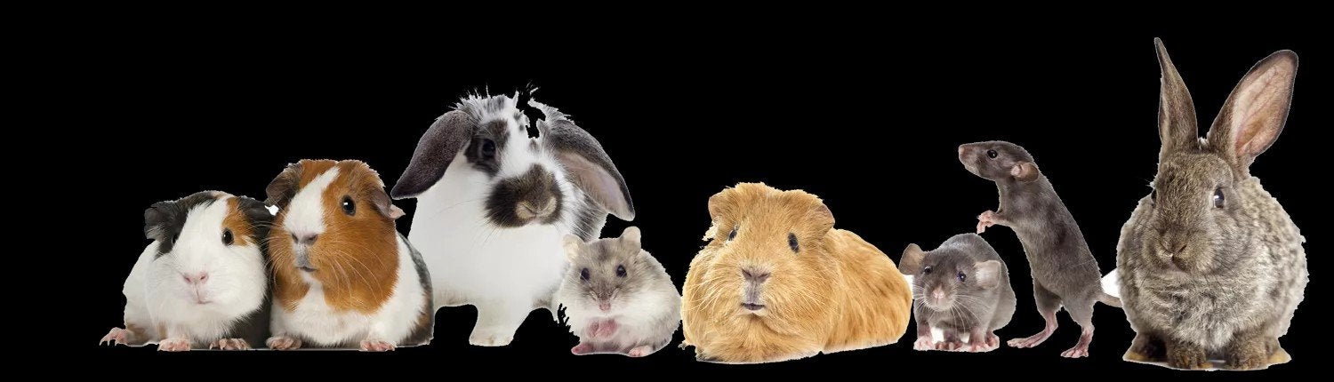 Lukt het niet langer breng uw knaagdier gratis bij ons!, Dieren en Toebehoren, Januari, Geslacht onbekend, Overige typen