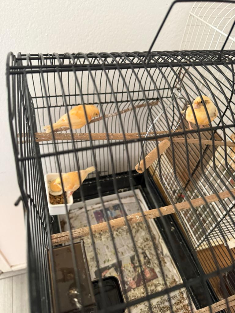 3 Kanaries vogels verkoop, Dieren en Toebehoren, Vogels | Kanaries, Meerdere dieren, Kleurkanarie