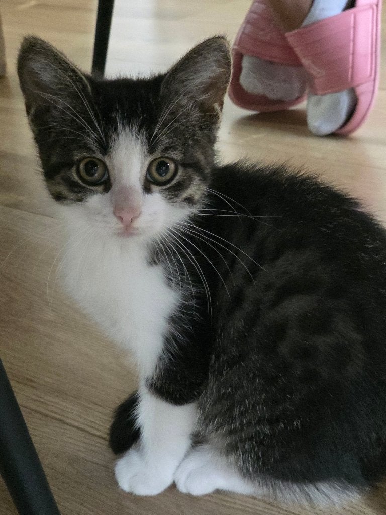 Kittens, 0 tot 2 jaar