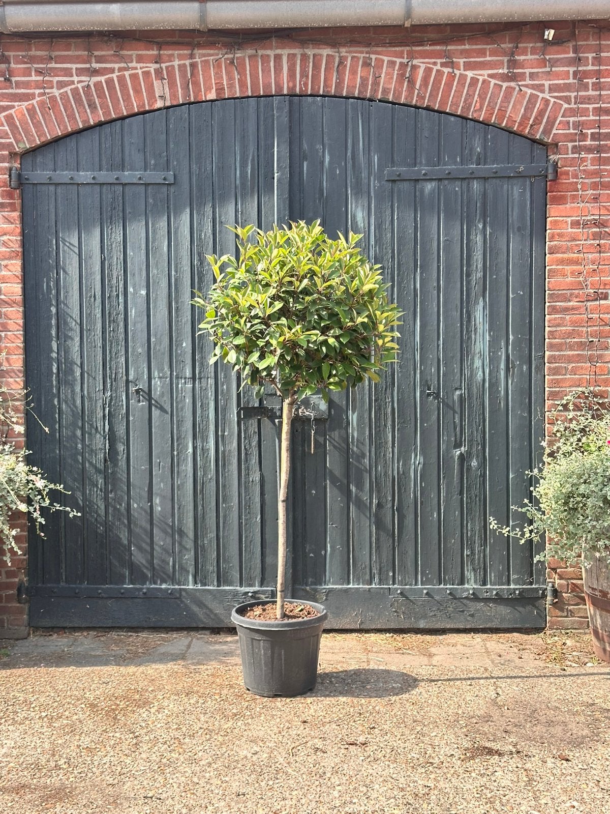 Photinia fraseri 'Red Robin (glansmispel), Tuin en Terras, Overige soorten, Minder dan 100 cm, Zomer, Ophalen