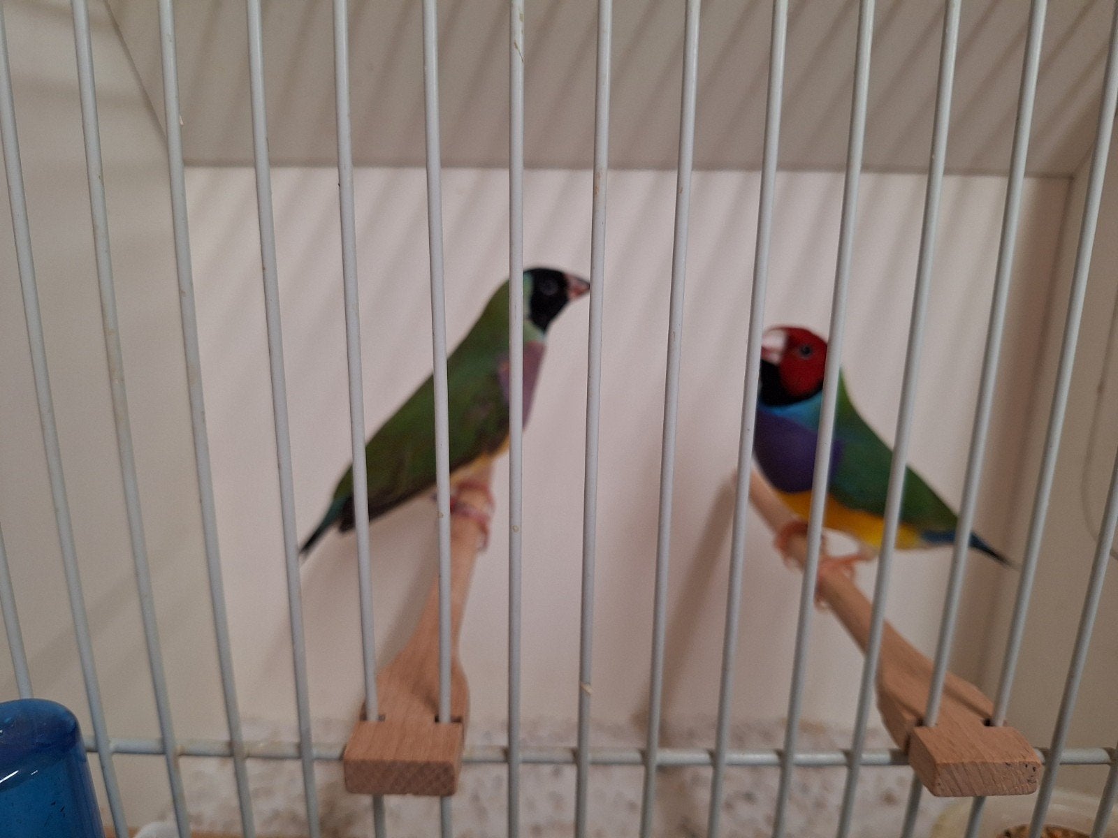 Gould amadines, Meerdere dieren, Geringd