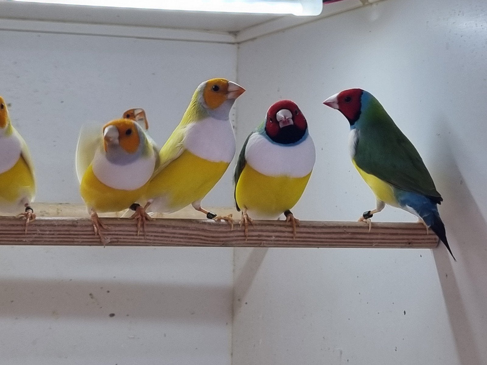 gouldamadines witborsten wildkleur €30,00 gele en blauwe €40, Dieren en Toebehoren, Meerdere dieren