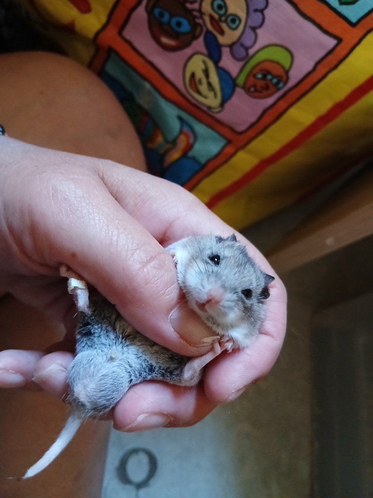 hamster, Dieren en Toebehoren, Knaagdieren, Juli, Mannelijk, Hamster