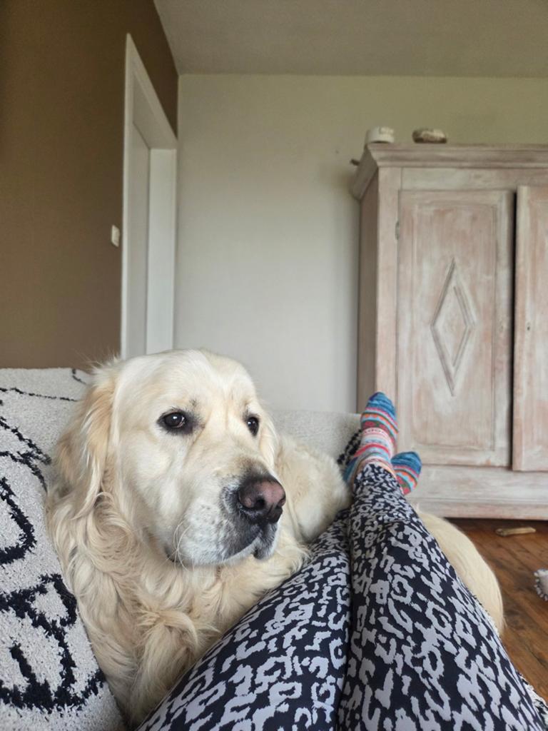 Dek reu nog niet ervaren leuk voor keer mooi nestje, Reu, 1 tot 2 jaar, Parvo, Eén hond