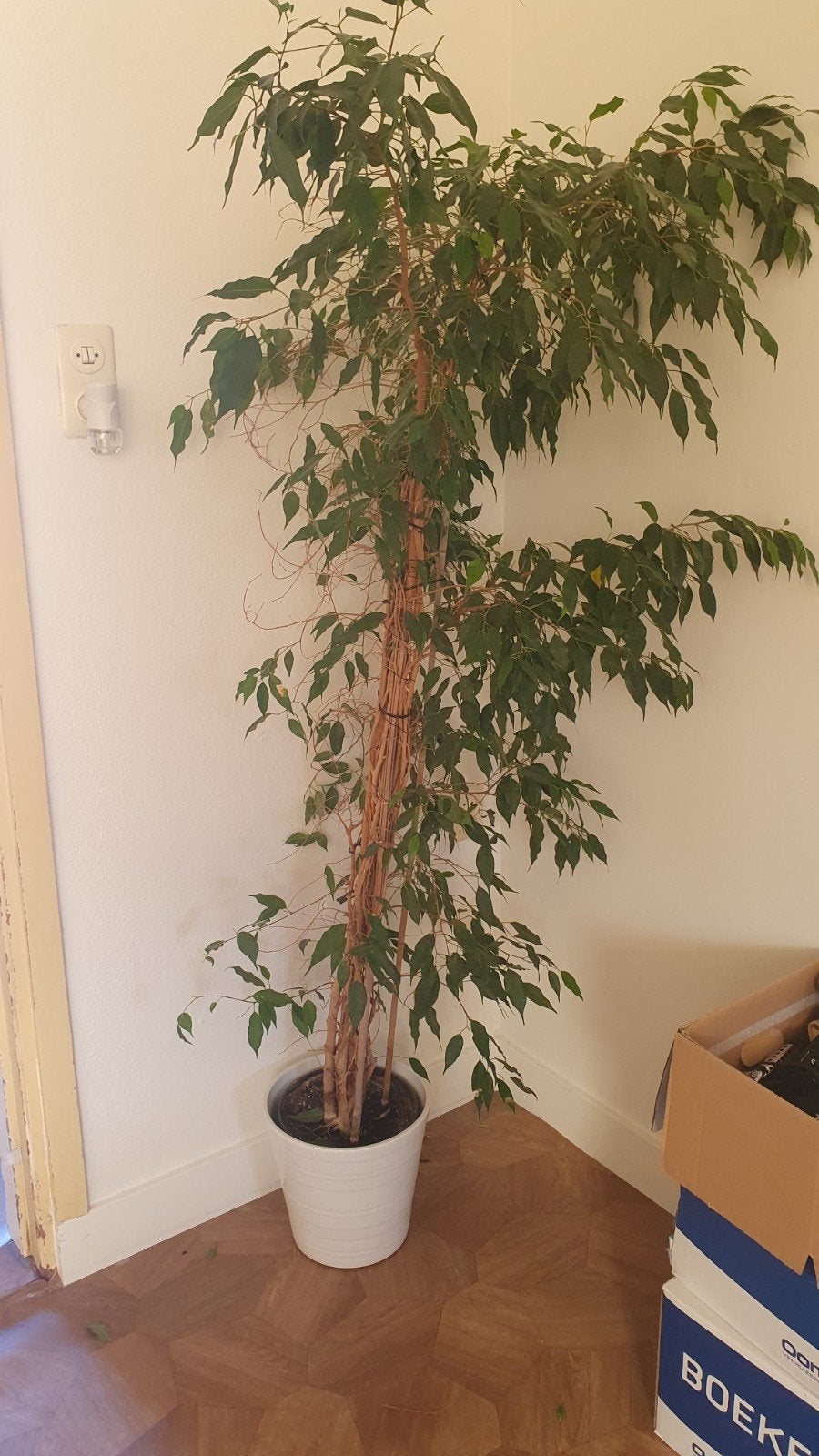 Grote Ficus Benjamina, Huis en Inrichting, Ophalen, Ficus, Halfschaduw, 150 tot 200 cm