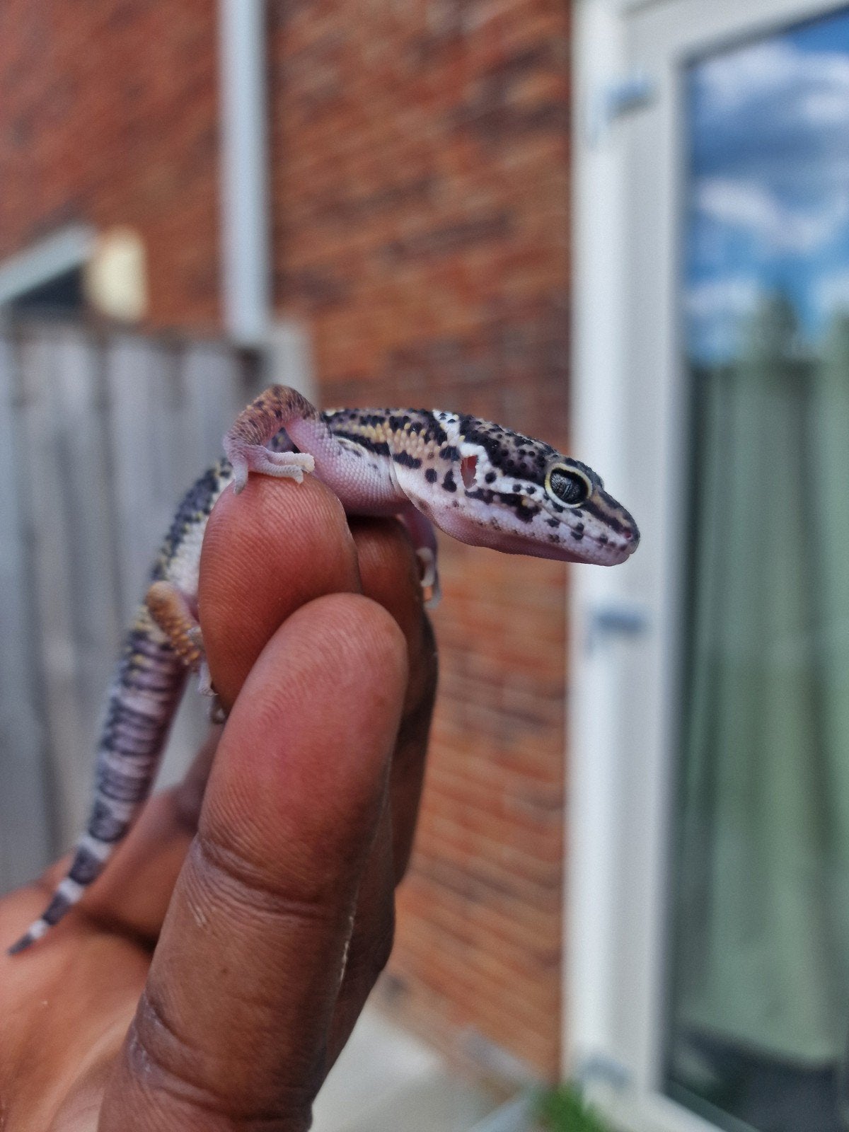 Luipaardgekko's, Dieren en Toebehoren, Reptielen en Amfibieën, Overige soorten, Tam, 0 tot 2 jaar