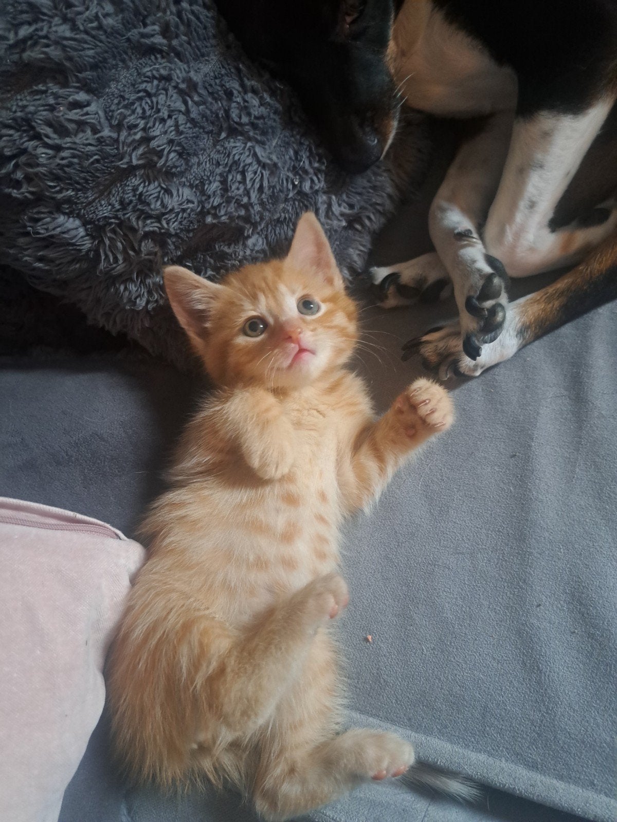 Rode kitten, Poes