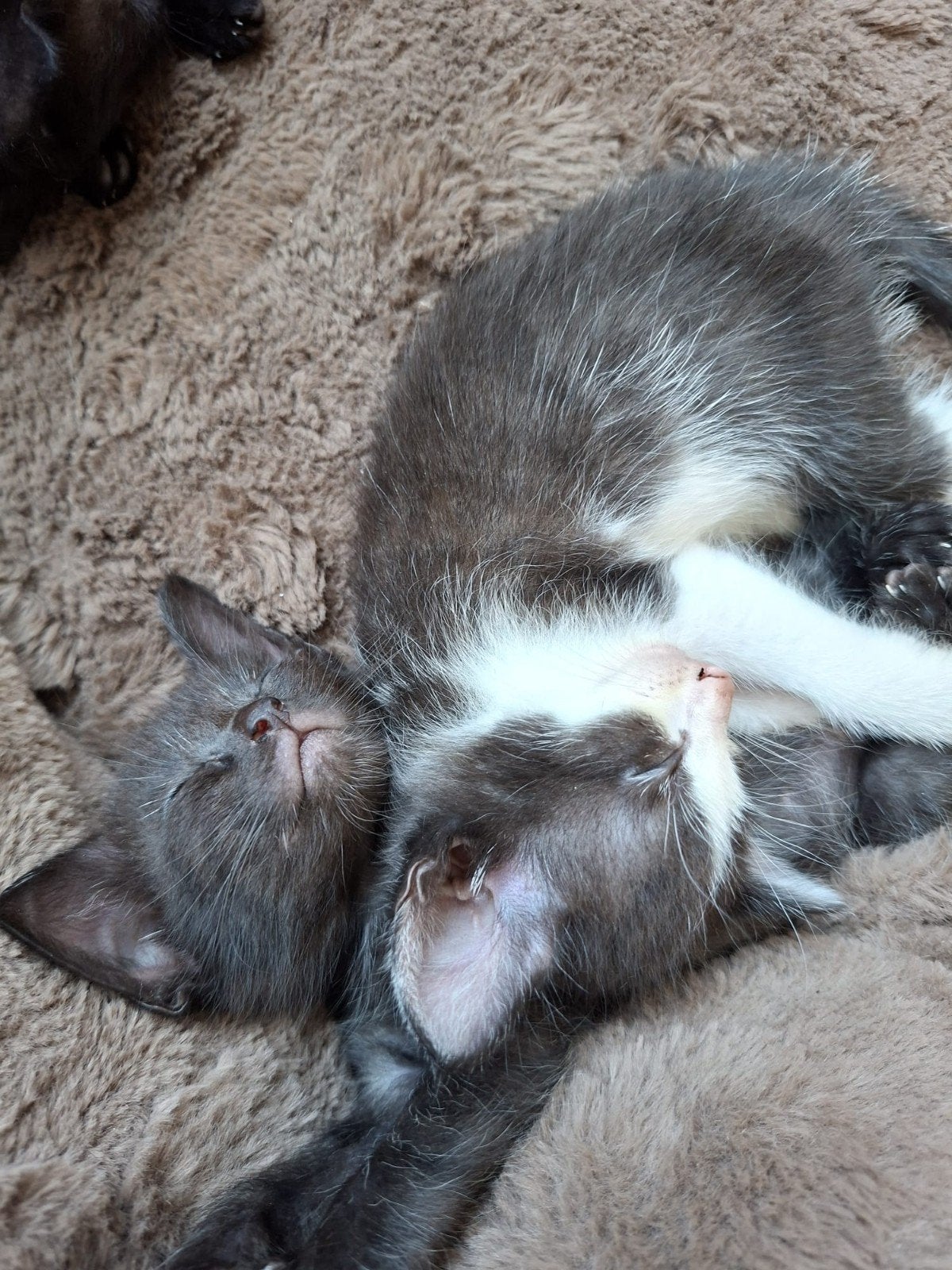 Schattige kitten te koop, Kater