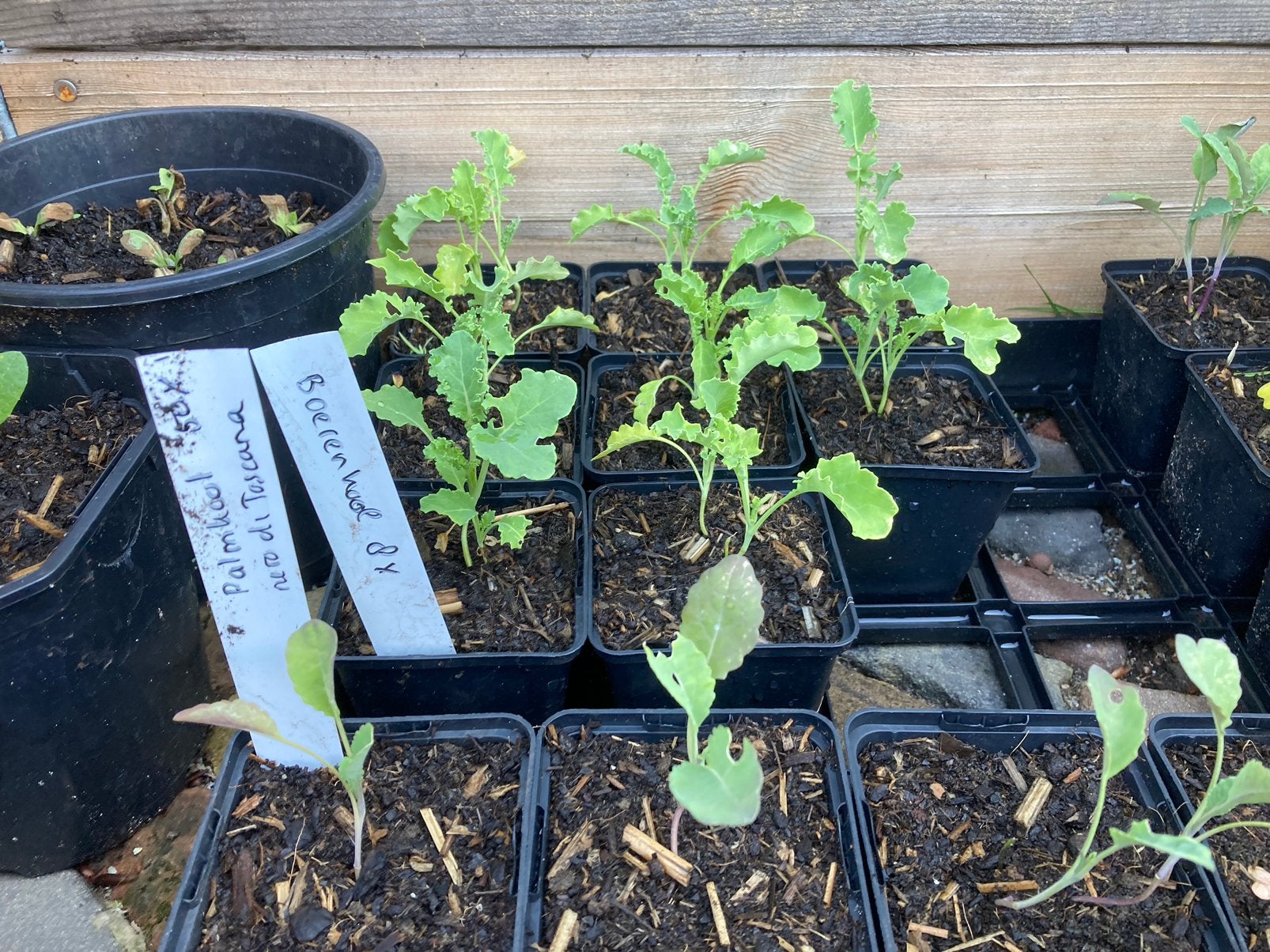 Boerenkool plantjes voor de moestuin (ook rode!), Ophalen, Volle zon, Groenteplanten, Eenjarig